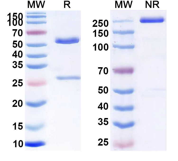 SDS-PAGE for Tacatuzumab Biosimilar - Anti-AFP;Alpha-fetoprotein mAb - Research Grade