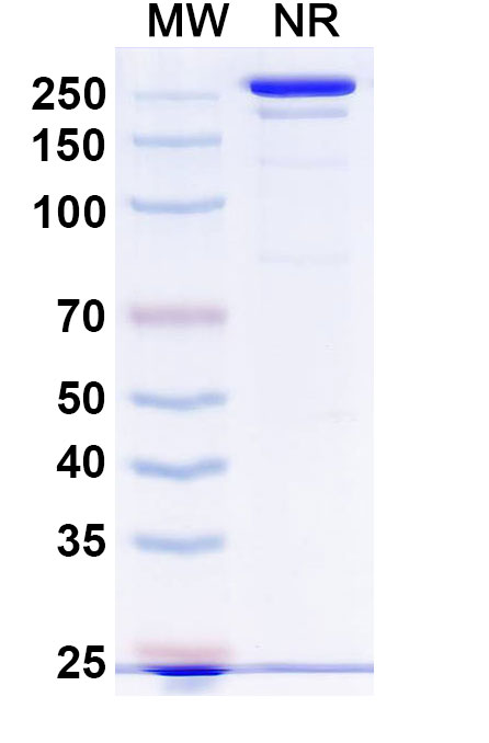 SDS-PAGE for Tadocizumab Biosimilar - Anti-PAC-1 (ITGA2B and ITGB3) mAb - Research Grade