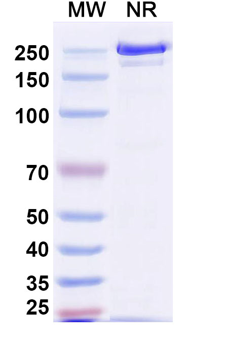 SDS-PAGE for Tagitanlimab Biosimilar - Anti-PDL1 mAb - Research Grade