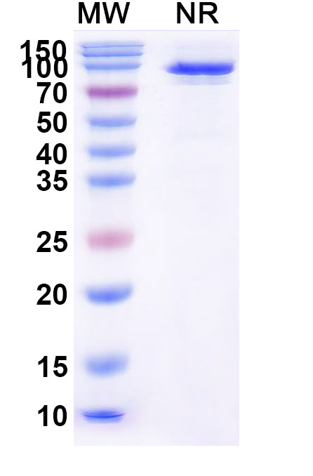 SDS-PAGE for Taldefgrobep alfa Biosimilar - Anti-GDF-8 fusion protein - Research Grade