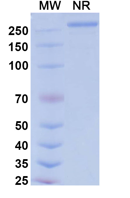 SDS-PAGE for Tarcocimab Biosimilar - Anti-VEGFA mAb - Research Grade 