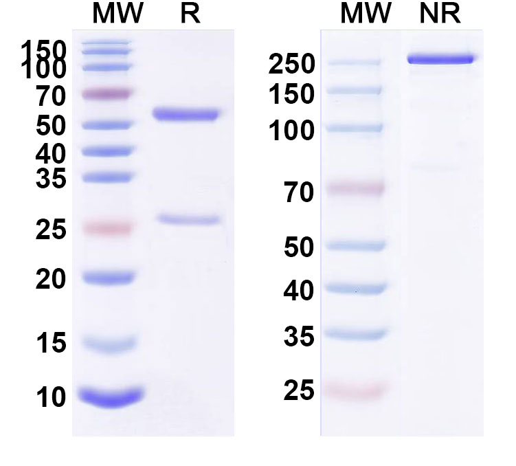 SDS-PAGE for Tarextumab Biosimilar - Anti-NOTCH2;NOTCH3 mAb - Research Grade