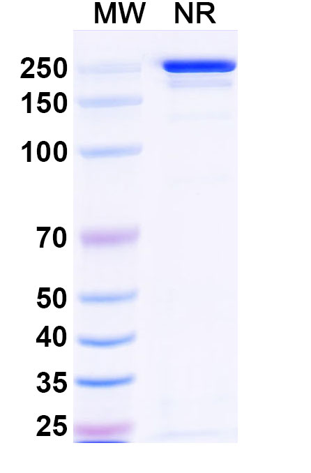 SDS-PAGE for Tazlestobart Biosimilar - Research Grade