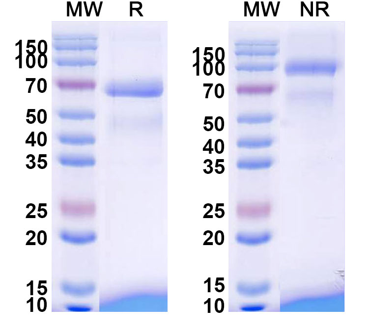 SDS-PAGE for Tebentafusp Biosimilar - Anti-CD3E and gp100 peptide-HLA Complex mAb - Research Grade