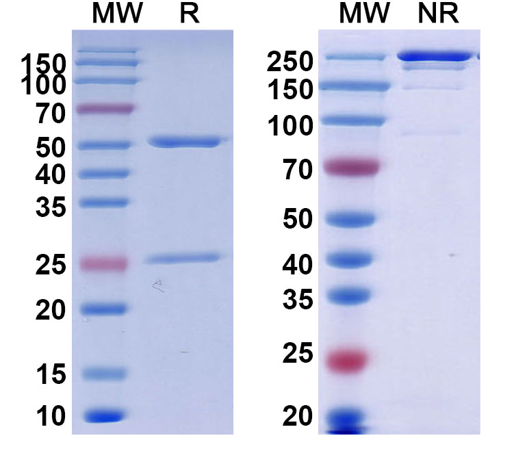 SDS-PAGE for Teclistamab Biosimilar - Anti-CD269;BCMA and CD3E mAb - Research Grade