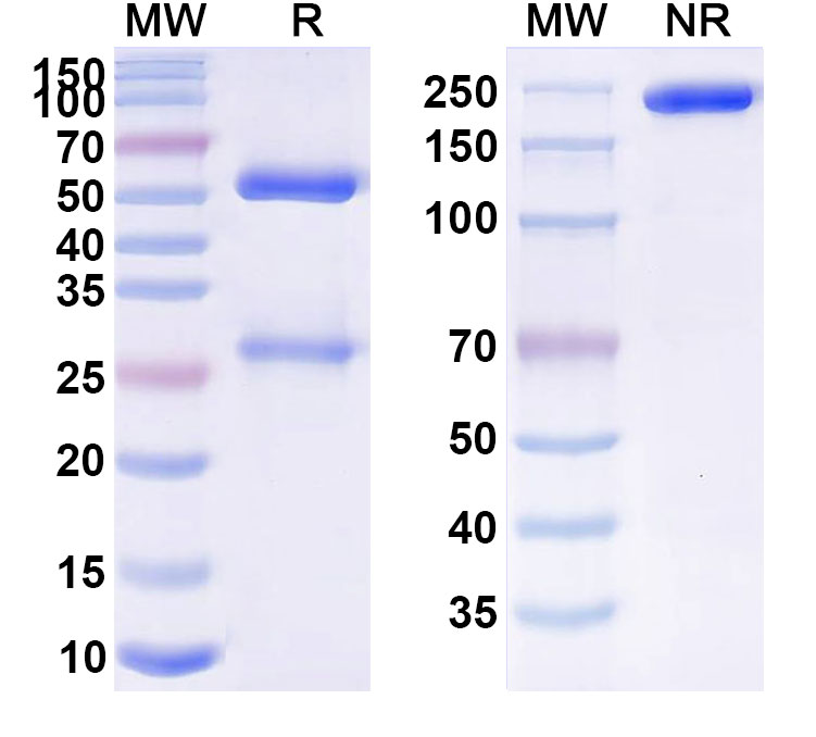 SDS-PAGE for Tecnemab-K-1 Biosimilar - Anti-CSPG4 mAb - Research Grade