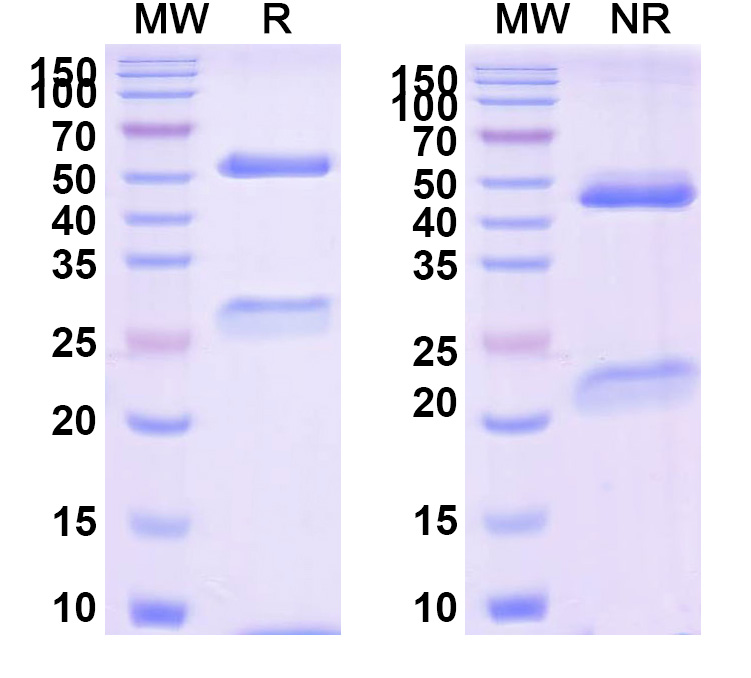 SDS-PAGE for Research Grade Tegoprubart