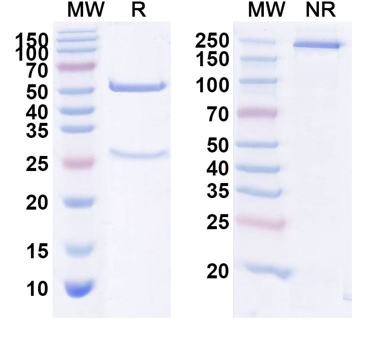 SDS-PAGE for Telimomab Biosimilar - Anti-CD5 mAb - Research Grade