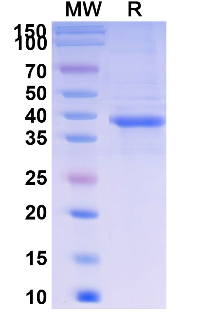SDS-PAGE for Research Grade Telitacicept