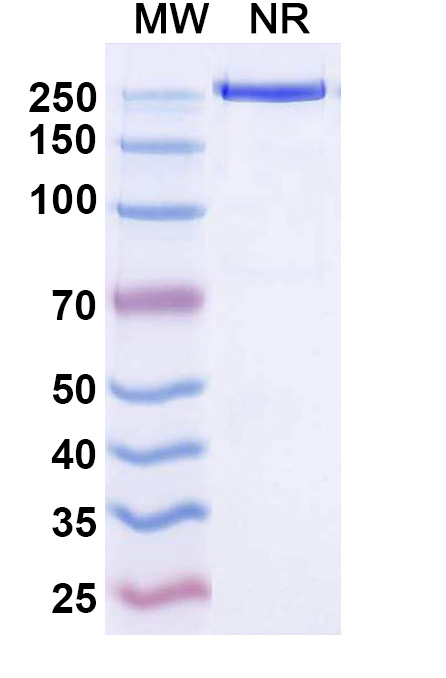 SDS-PAGE for Research Grade Temtokibart