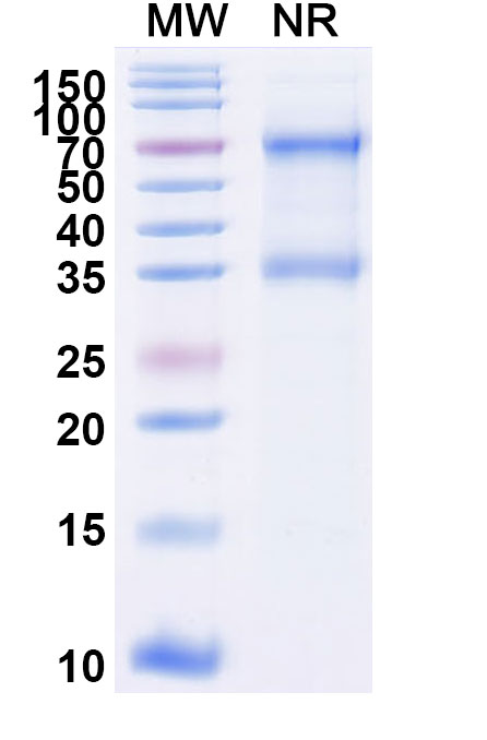 SDS-PAGE for Research Grade Tenecteplase