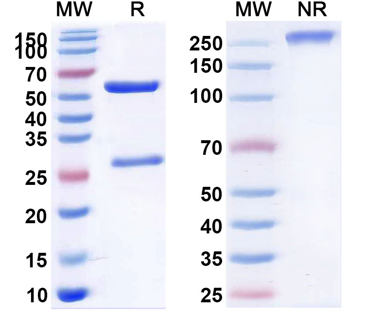 SDS-PAGE for Teneliximab Biosimilar - Anti-CD40;TNFRSF5 mAb - Research Grade