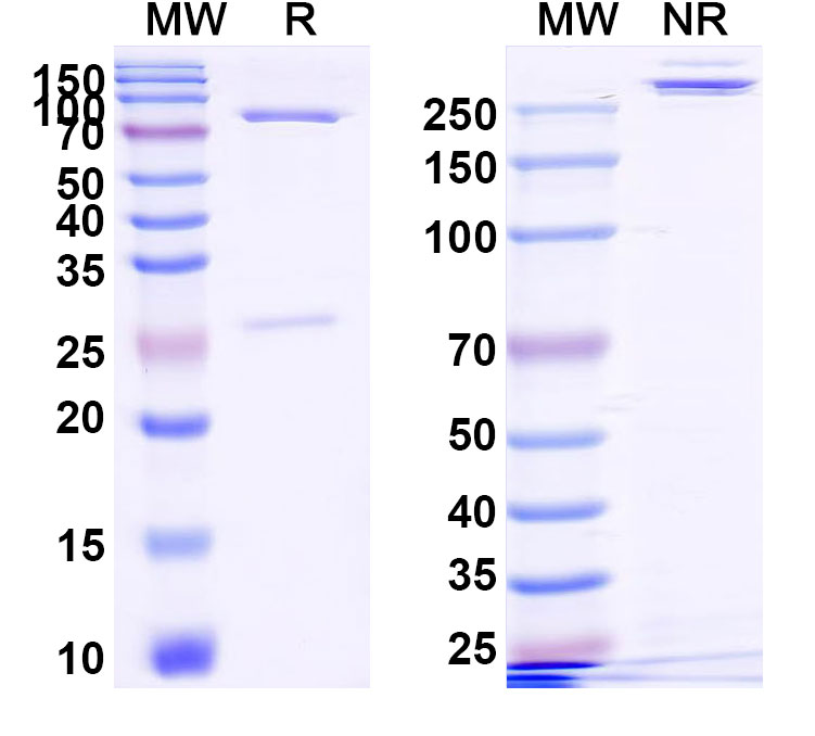 SDS-PAGE for Tibulizumab Biosimilar - Anti-IL17A, TNFSF13B, CD257 mAb - Research Grade