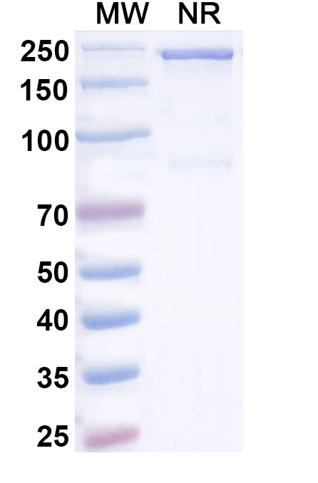 SDS-PAGE for Tilatamig Biosimilar - Research Grade