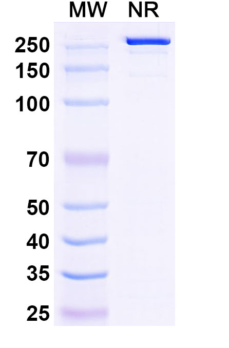SDS-PAGE for Tildrakizumab Biosimilar - Anti-IL23A mAb - Research Grade