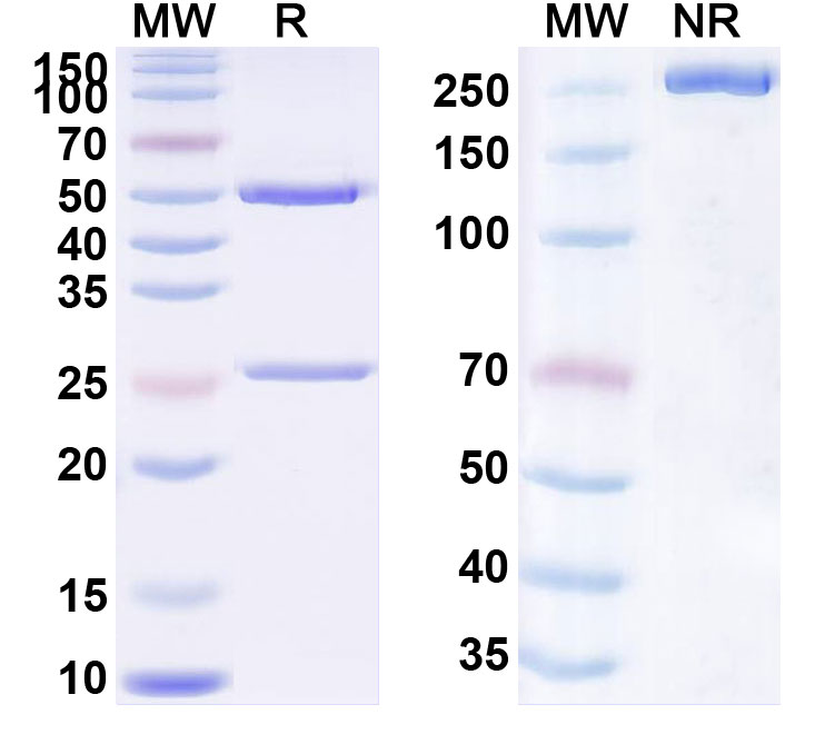 SDS-PAGE for Timolumab Biosimilar - Anti-AOC3;VAP-1 mAb - Research Grade