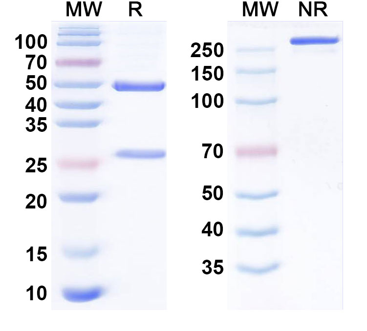 SDS-PAGE for Tislelizumab Biosimilar - Anti-PDCD1; PD1;  CD279 mAb - Research Grade