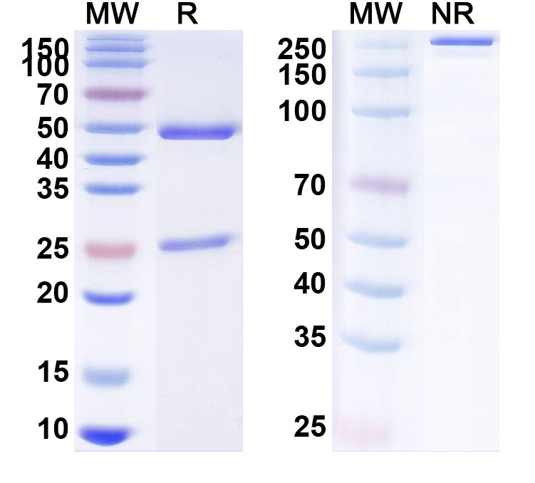 SDS-PAGE for Tisotumab Biosimilar - Anti-F3 ; CD142 mAb - Research Grade