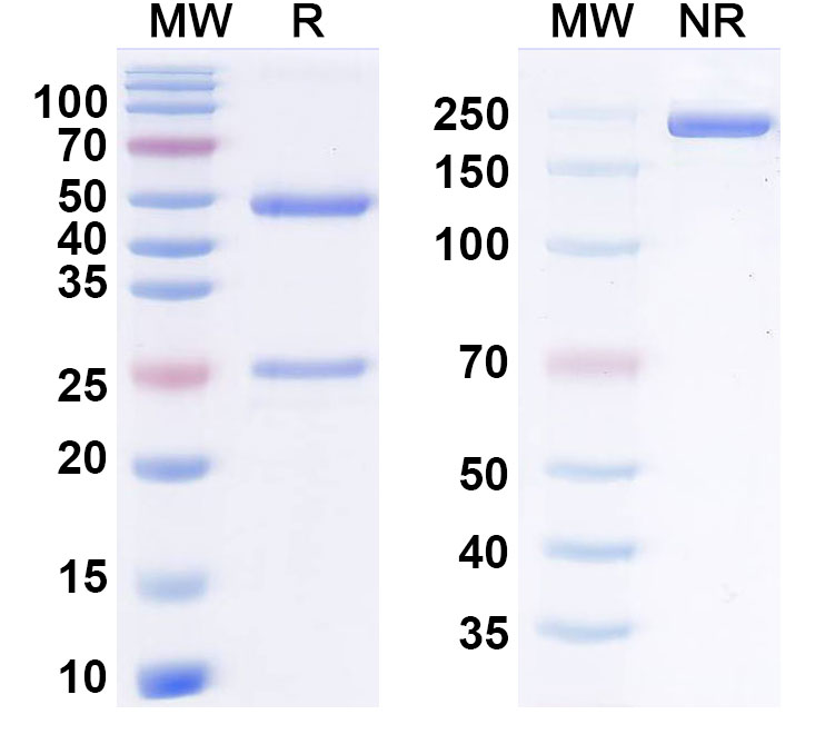 SDS-PAGE for Tizetatug Biosimilar - Research Grade