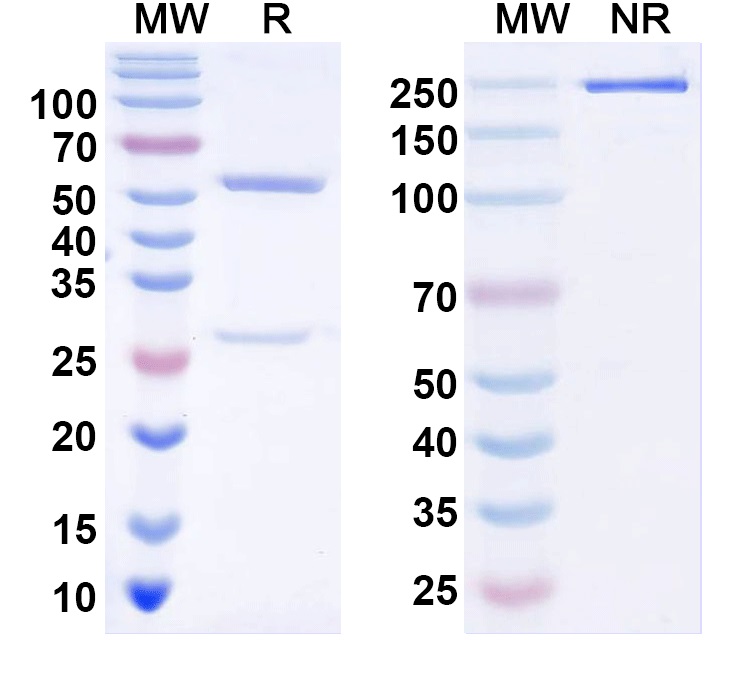 SDS-PAGE for TNFa / TNF-alpha Monoclonal Antibody 5B11