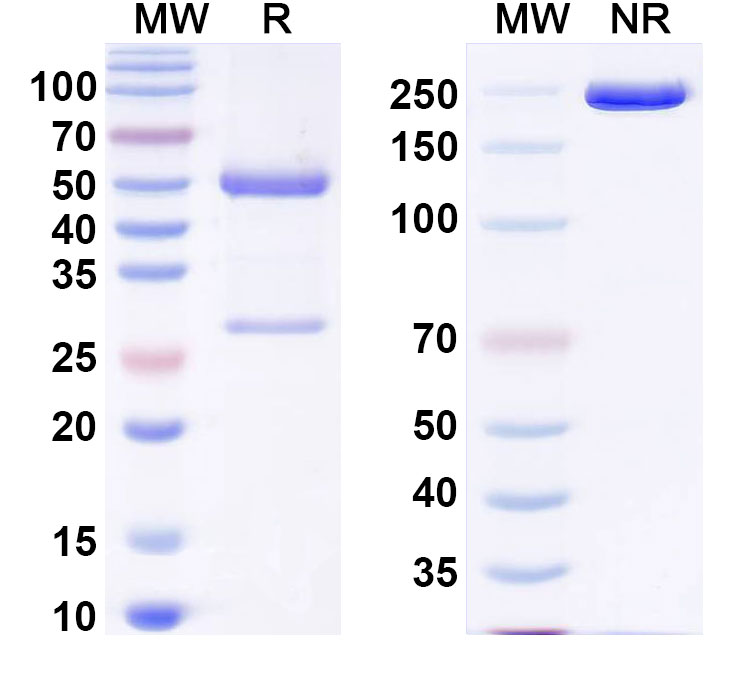 SDS-PAGE for TNFSF15/TL1A Monoclonal Antibody