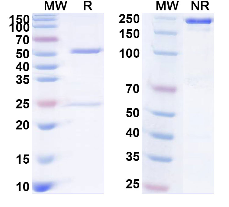 SDS-PAGE for Tomaralimab Biosimilar - Anti-CD282;TLR2 mAb - Research Grade