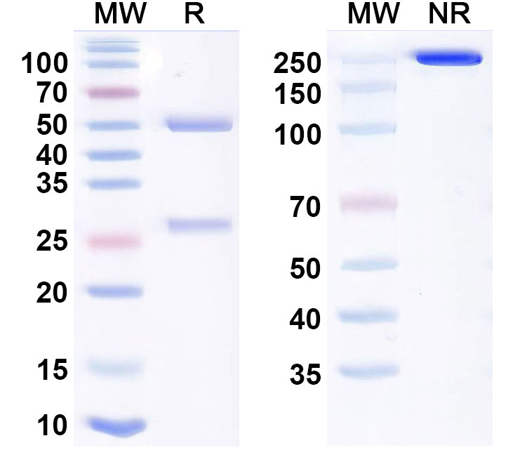 SDS-PAGE for Tomuzotuximab Biosimilar - Anti-EGFR mAb - Research Grade