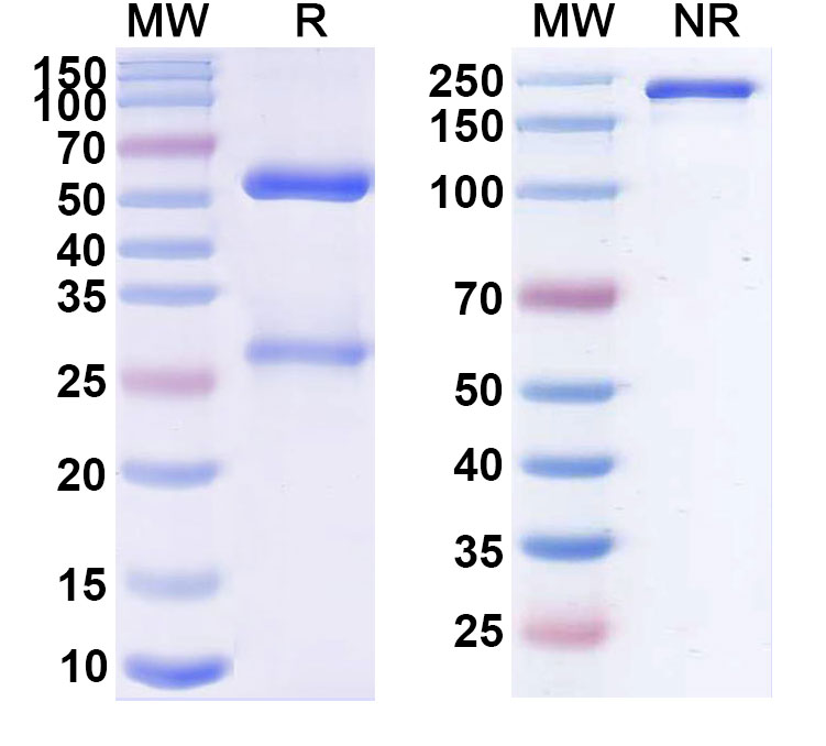 SDS-PAGE for Toralizumab Biosimilar - Anti-CD154;CD40L mAb - Research Grade