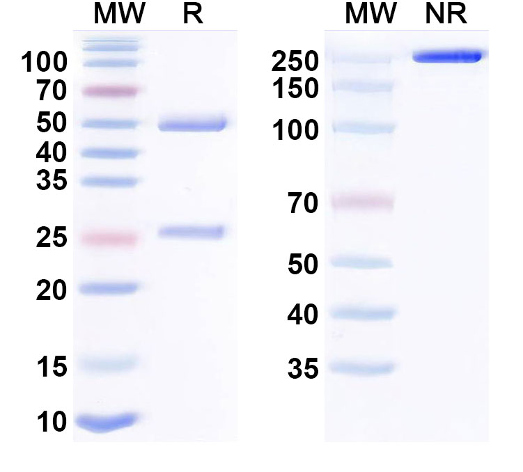 SDS-PAGE for Research Grade Trabikibart