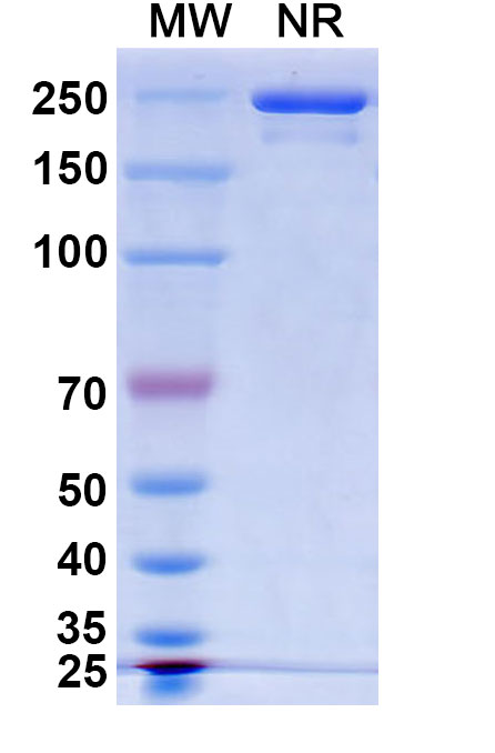 SDS-PAGE for Research Grade Traxivitug