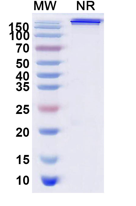 SDS-PAGE for Trebananib Biosimilar - Anti-ANG-2 fusion protein - Research Grade