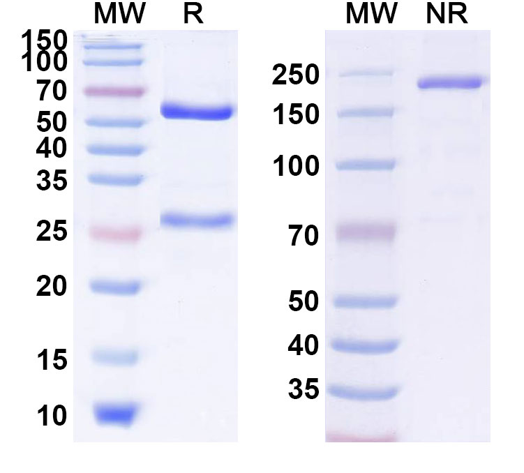 SDS-PAGE for Tregalizumab Biosimilar - Anti-CD4 mAb - Research Grade