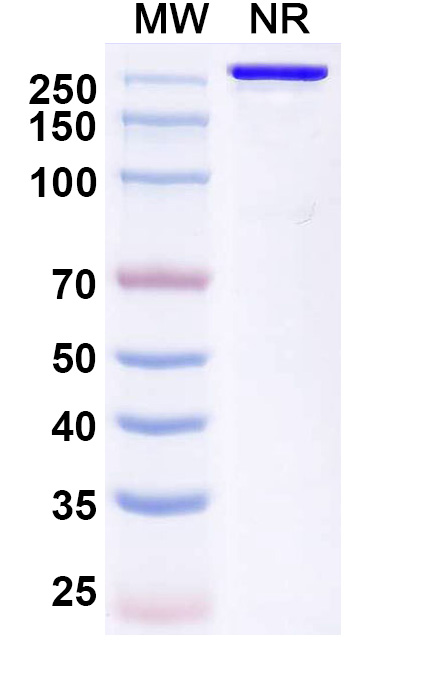 SDS-PAGE for Trinbelimab Biosimilar - Anti-Rhesus D antigen mAb - Research Grade