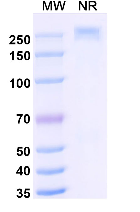 SDS-PAGE for Trontinemab Biosimilar - Anti-APP Abeta 1-40, 42,TFRC mAb - Research Grade 