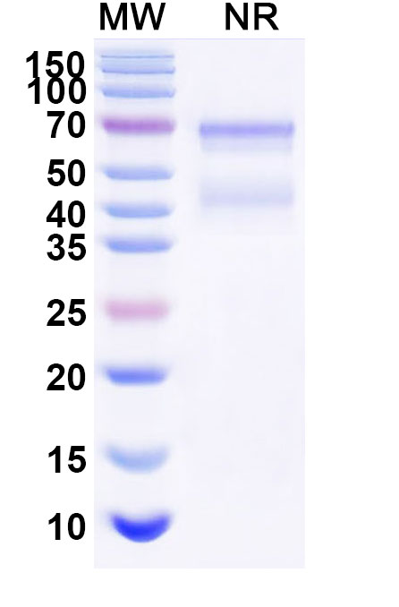 SDS-PAGE for Research Grade Tulinercept