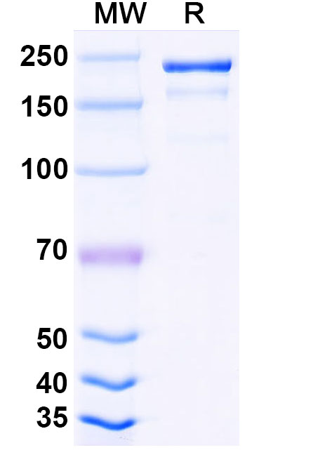 SDS-PAGE for Tuparstobart Biosimilar - Anti-FDC mAb - Research Grade
