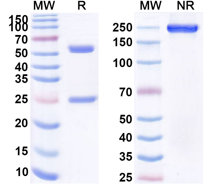 SDS-PAGE for Tuvirumab Biosimilar - Anti-HBsAg mAb - Research Grade