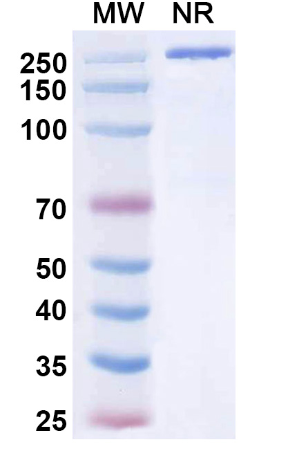 SDS-PAGE for Tuvonralimab Biosimilar - Anti-CTLA4 mAb - Research Grade