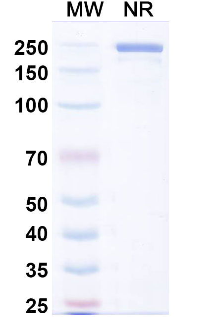 SDS-PAGE for Ublituximab Biosimilar - Anti-MS4A1; CD20 mAb - Research Grade