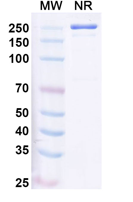 SDS-PAGE for Ulenistamab Biosimilar - Anti-PAUF mAb - Research Grade