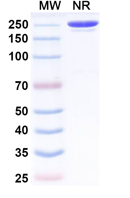 SDS-PAGE for Umesolerbart Biosimilar - Anti-BETVIA mAb - Research Grade