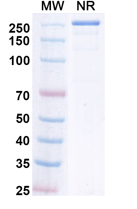 SDS-PAGE for Upanovimab Biosimilar - Anti-Spike RBD mAb - Research Grade