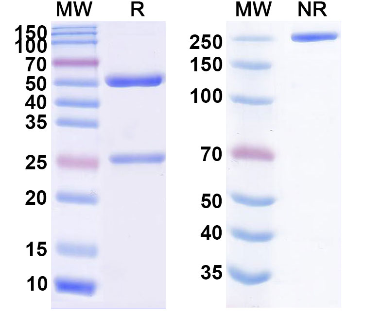 SDS-PAGE for Upifitamab Biosimilar - Anti-SLC34A2 mAb - Research Grade
