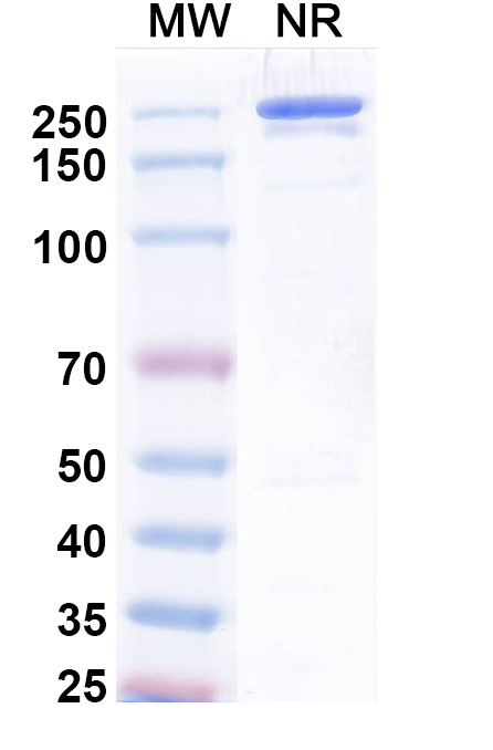 SDS-PAGE for Research Grade Uprevstobart