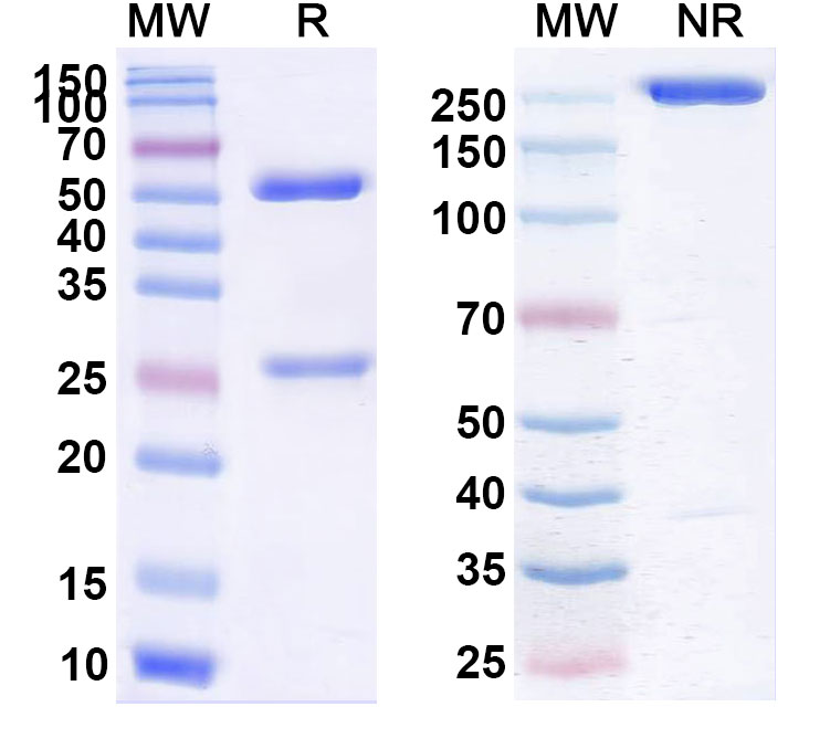 SDS-PAGE for Urabrelimab Biosimilar - Anti-CD47 mAb - Research Grade