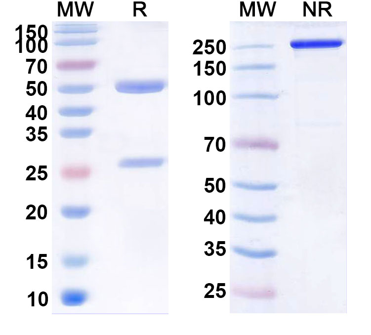 SDS-PAGE for Urtoxazumab Biosimilar - Anti-shiga toxin type 2stx2B mAb - Research Grade