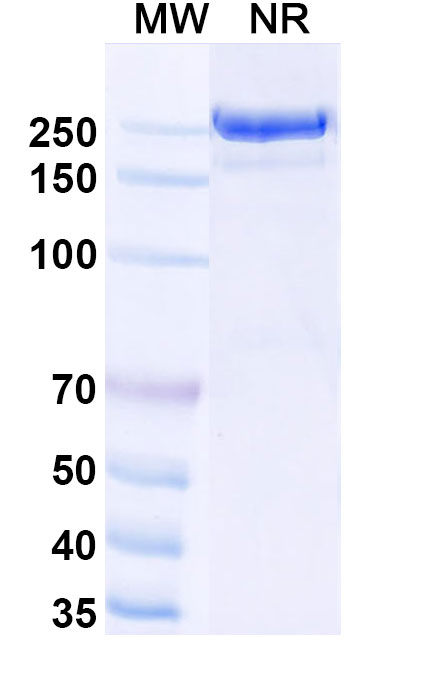 SDS-PAGE for Research Grade Usilnetug