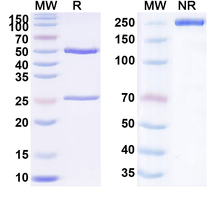SDS-PAGE for Vadastuximab Biosimilar - Anti-CD33 mAb - Research Grade