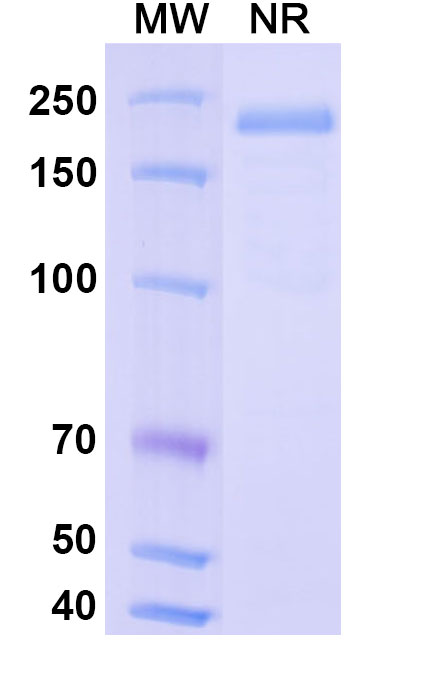 SDS-PAGE for Vantictumab Biosimilar - Anti-FZD1 mAb - Research Grade