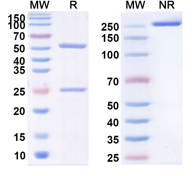 SDS-PAGE for Vapaliximab Biosimilar - Anti-AOC3;VAP-1 mAb - Research Grade